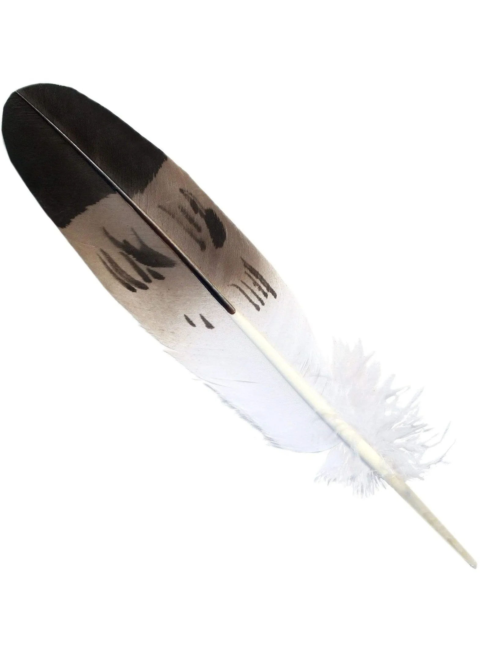 Imitation Golden Eagle Feather